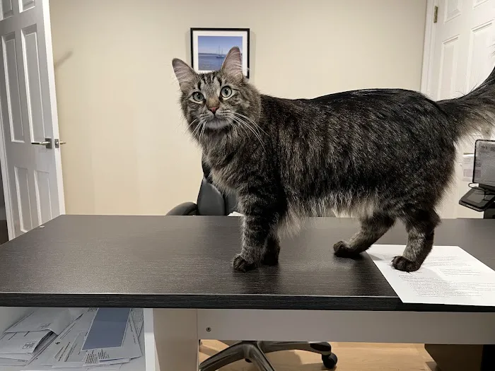 Harborside Veterinary Hospital Picture 3