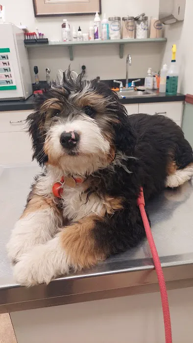 Harborside Veterinary Hospital Picture 8