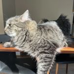 Harborside Veterinary Hospital