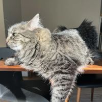 Harborside Veterinary Hospital ico