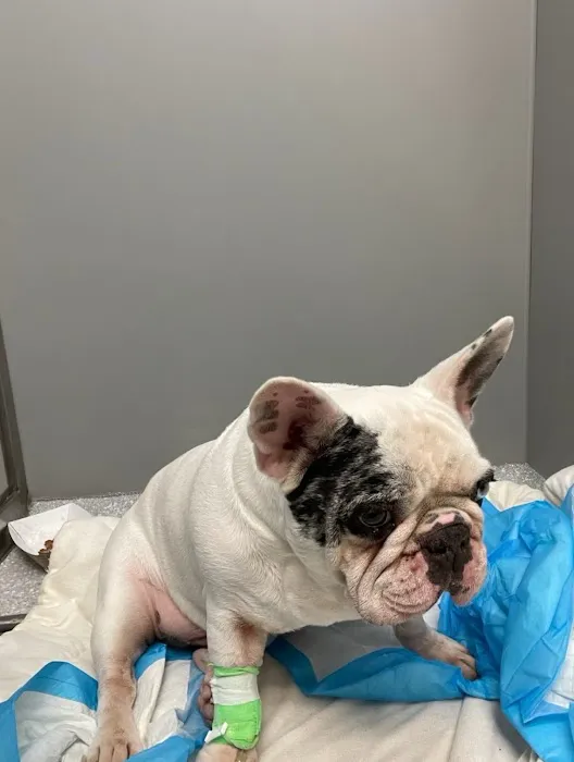 Veterinary Surgical Center of Long Island Picture 4