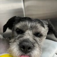 Veterinary Surgical Center of Long Island ico