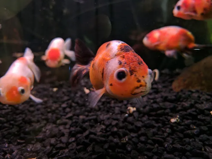 Ultimate Aquarium Inc Picture 5