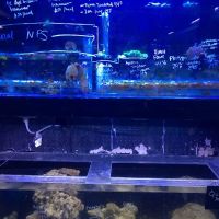 Ultimate Aquarium Inc ico