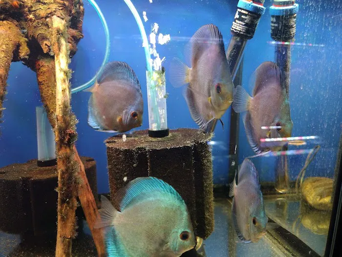 Ultimate Aquarium Inc Picture 9