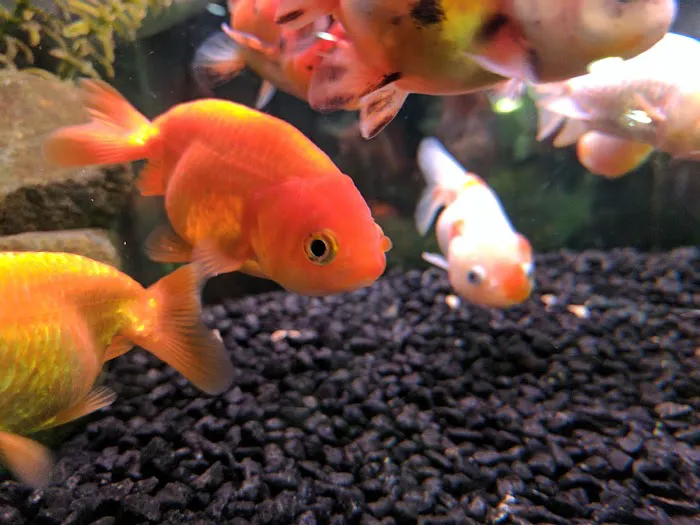 Ultimate Aquarium Inc Picture 2