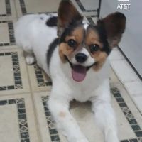 Banfield Pet Hospital ico