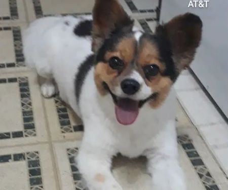 Banfield Pet Hospital