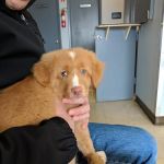 Amityville Animal Hospital
