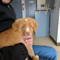 Amityville Animal Hospital ico
