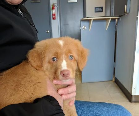 Amityville Animal Hospital