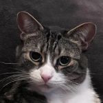 Lindenhurst Veterinary Hospital
