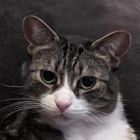 Lindenhurst Veterinary Hospital ico