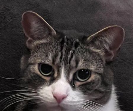 Lindenhurst Veterinary Hospital