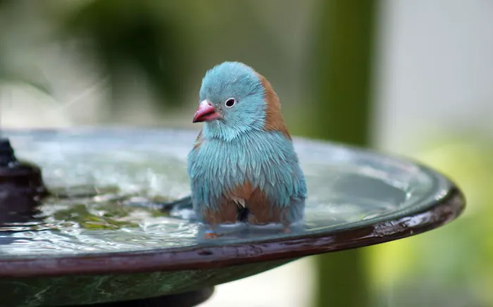 Birder's Garden Picture 2