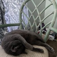 Southgate Animal Hospital ico