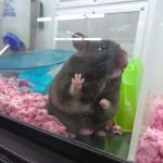 Petco