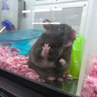 Petco ico