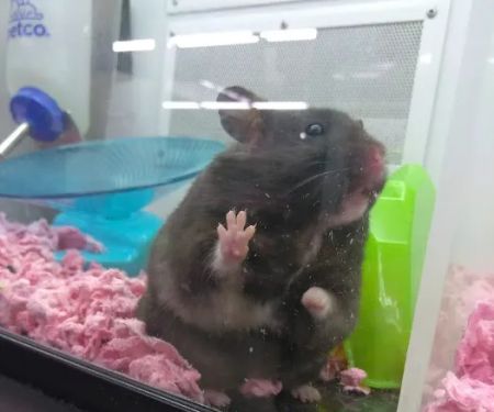 Petco