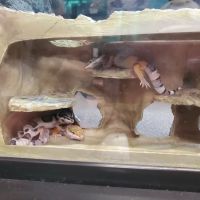 Petco ico