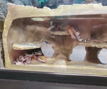 Petco