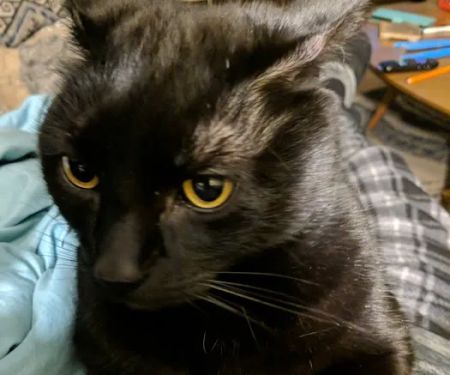 Compassionate Companion Care