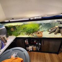 JJ Aquarium ico