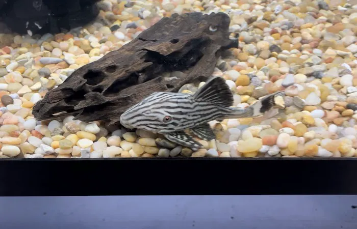 JJ Aquarium Picture 6