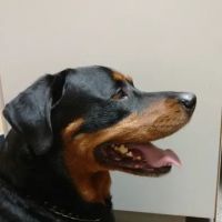 VCA Broadway Animal Hospital ico