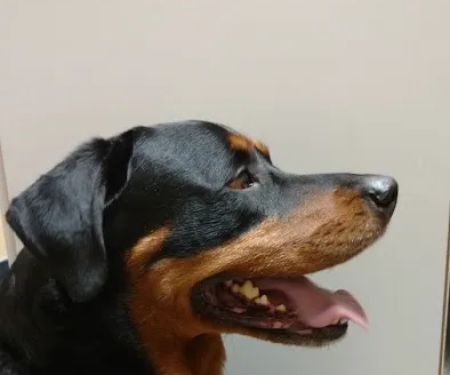 VCA Broadway Animal Hospital