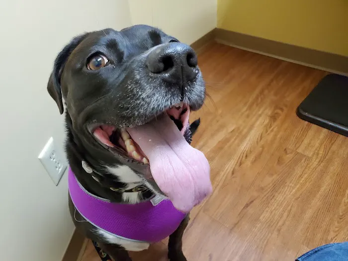 VCA Broadway Animal Hospital Picture 3