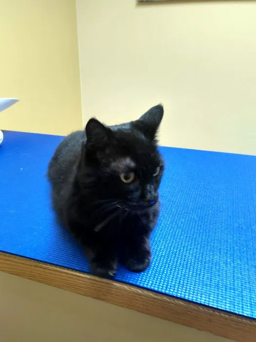 VCA Broadway Animal Hospital Picture 7