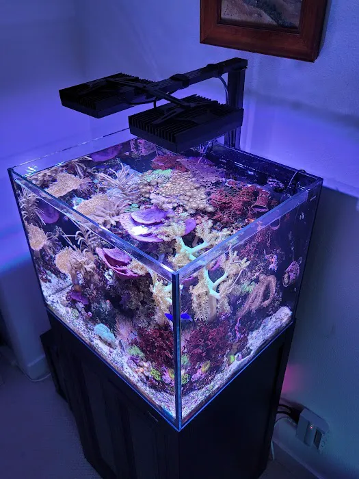 Vallejo Aquarium Picture 9