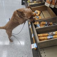 Petco ico