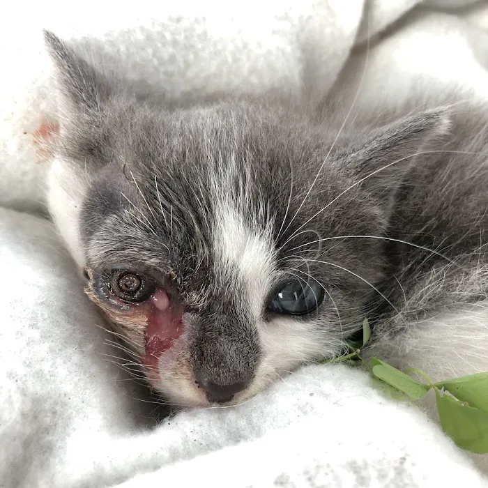 Towne & Country Veterinary Hospital Picture 8
