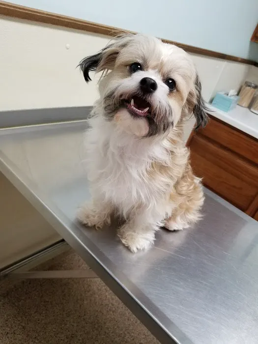 Towne & Country Veterinary Hospital Picture 10