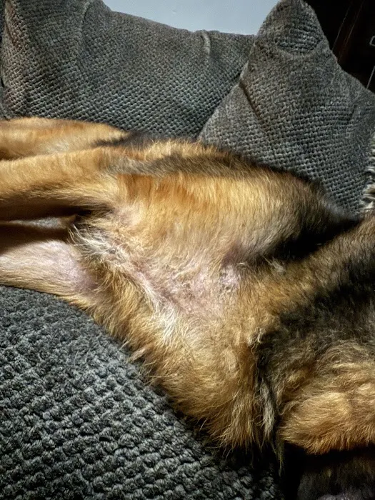 Rio Vista Veterinary Hospital Picture 1