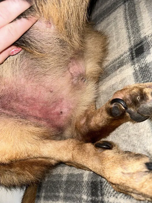 Rio Vista Veterinary Hospital Picture 2