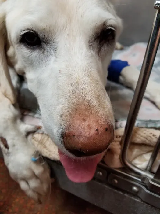 Rio Vista Veterinary Hospital Picture 5