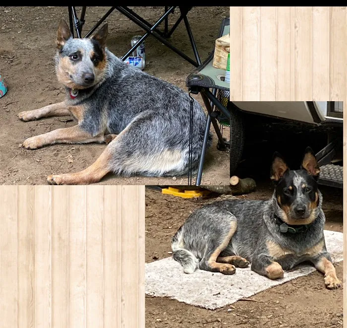 Lake Country Veterinary Care Picture 9