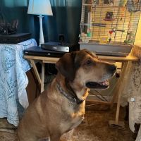 Lake Country Veterinary Care ico