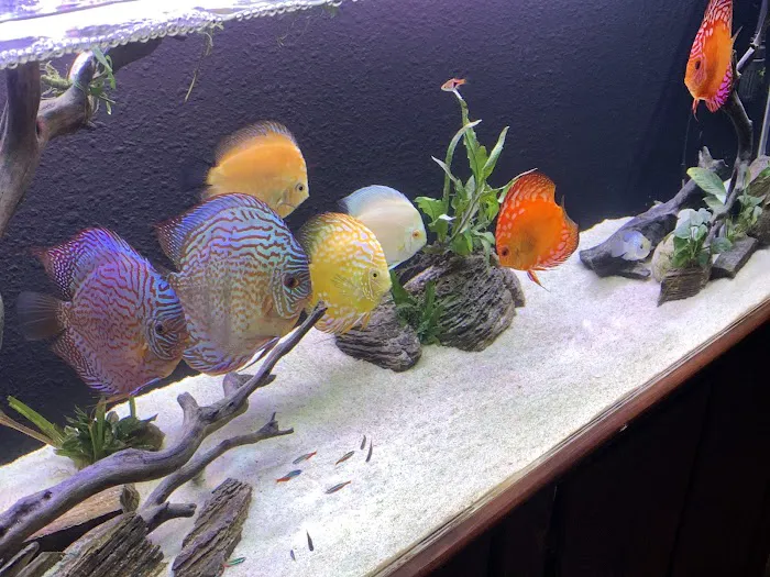Bay Area Discus Picture 4