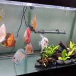 Bay Area Discus
