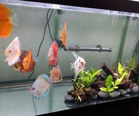 Bay Area Discus