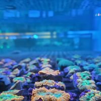 Aqua Plus Aquarium ico