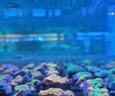 Aqua Plus Aquarium