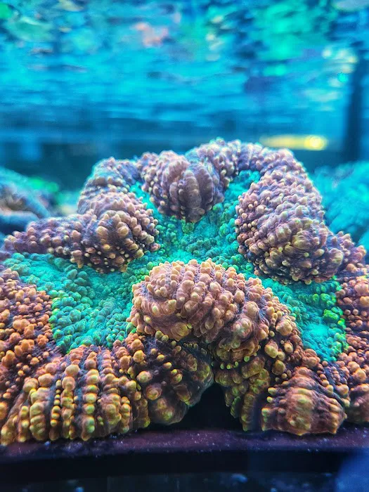 Aqua Plus Aquarium Picture 3