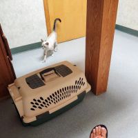 All Creatures Veterinary Hospital ico