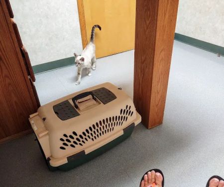 All Creatures Veterinary Hospital