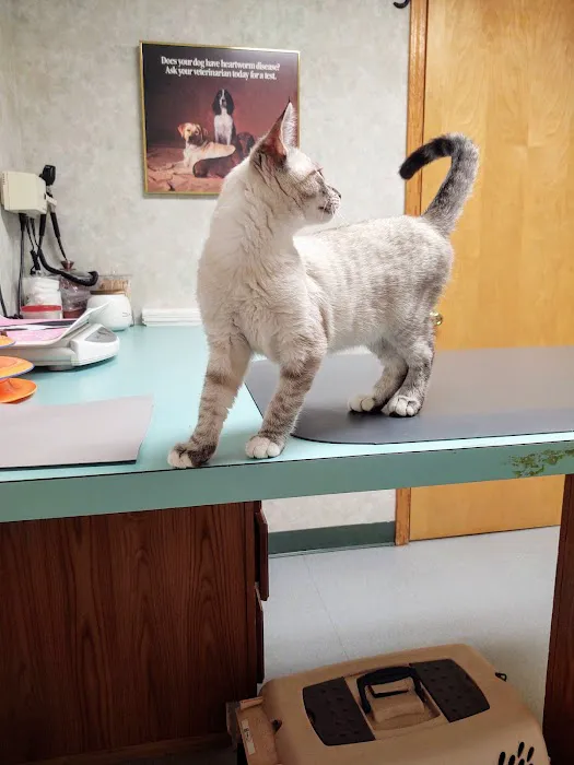 All Creatures Veterinary Hospital Picture 8
